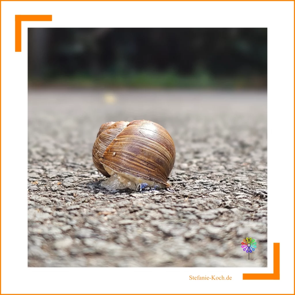 Fun Facts - Nahaufnahme einer Weinbergschnecke auf Asphatlboden.