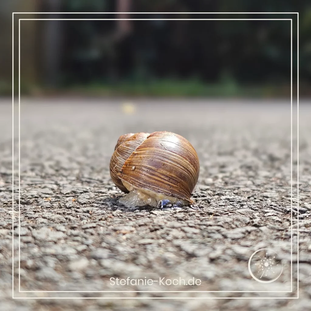 Fun Facts - Nahaufnahme einer Weinbergschnecke auf Asphatlboden.