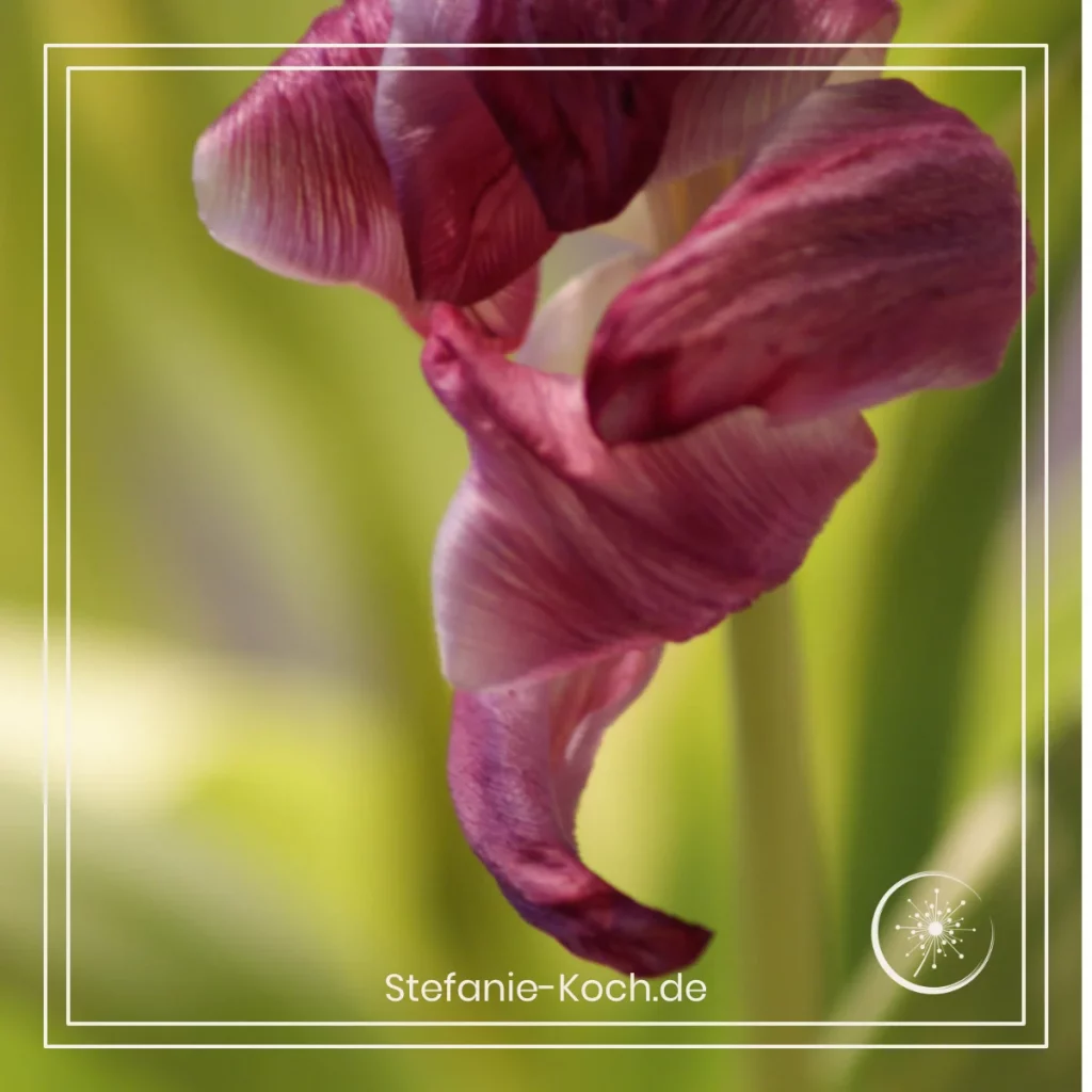 ein verblühte Tulpe