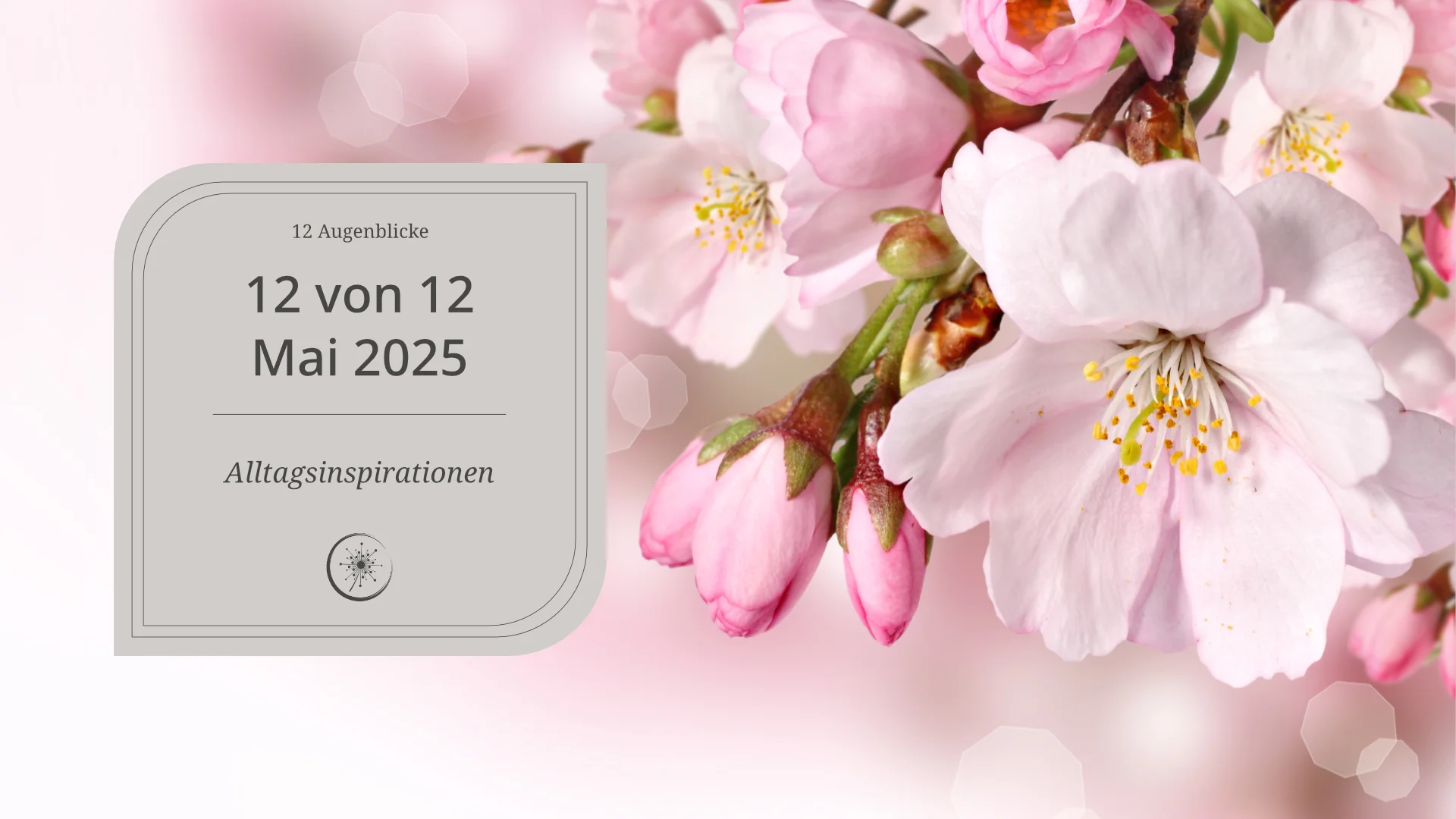 12 Alltagsmomente - ein blühender Apfelblütenzweig auf der rechten Bildseite