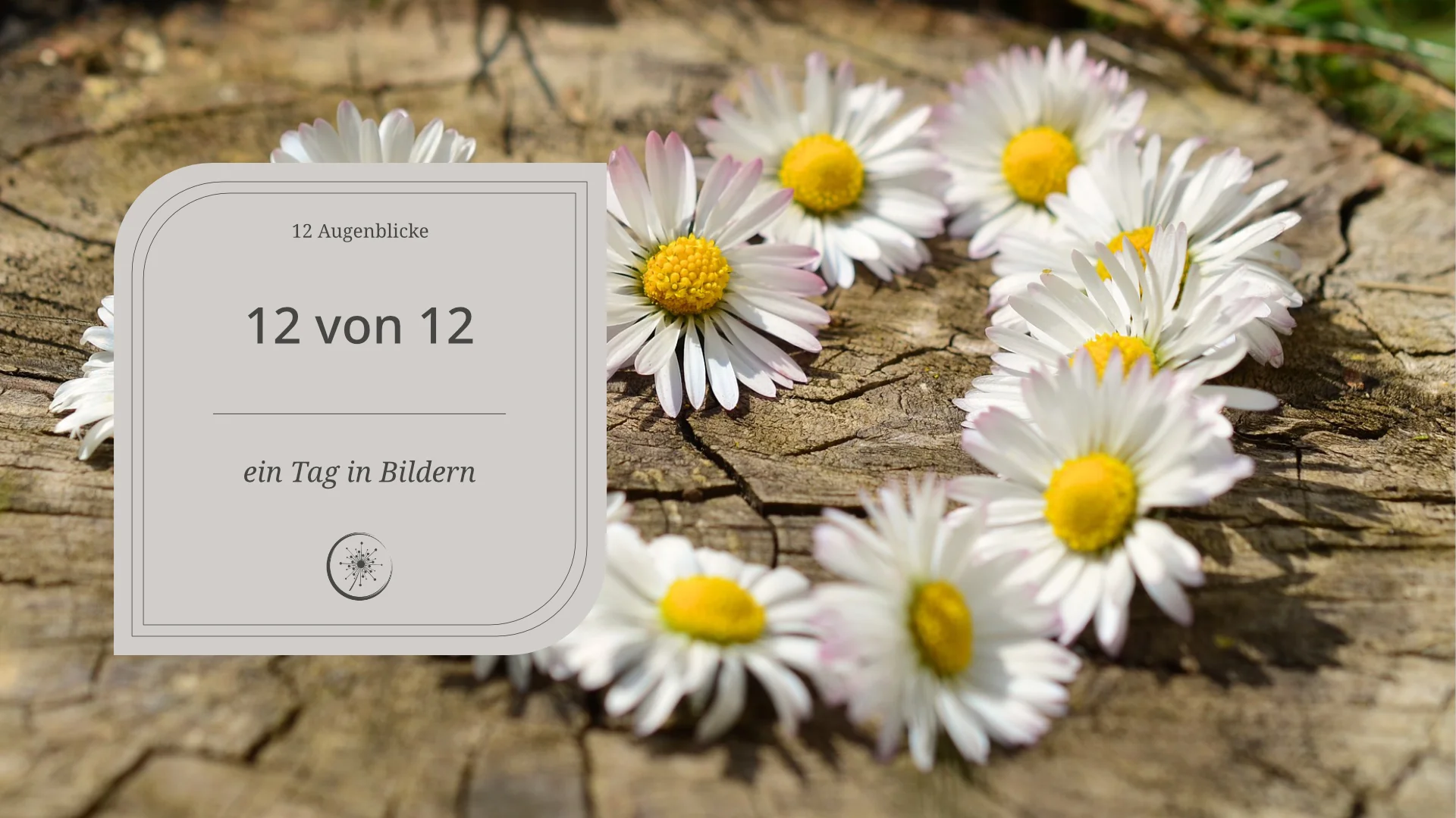 12 Augenblicke - ein Herz aus Gänseblümchen gelegt auf einem Holzstamm