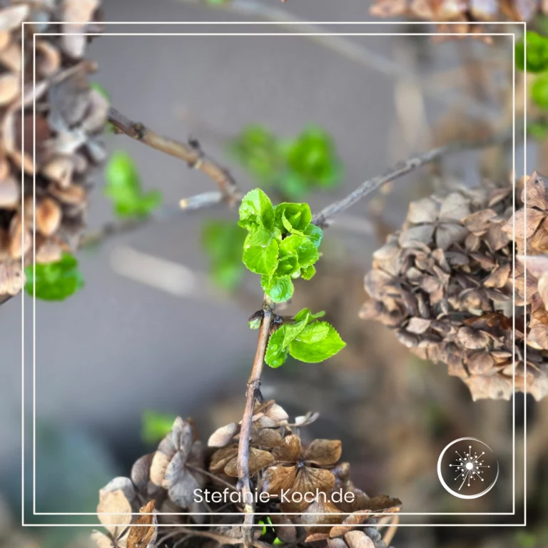 Junge Blätter von einem Hortensienbusch. Von oben fotografiert.