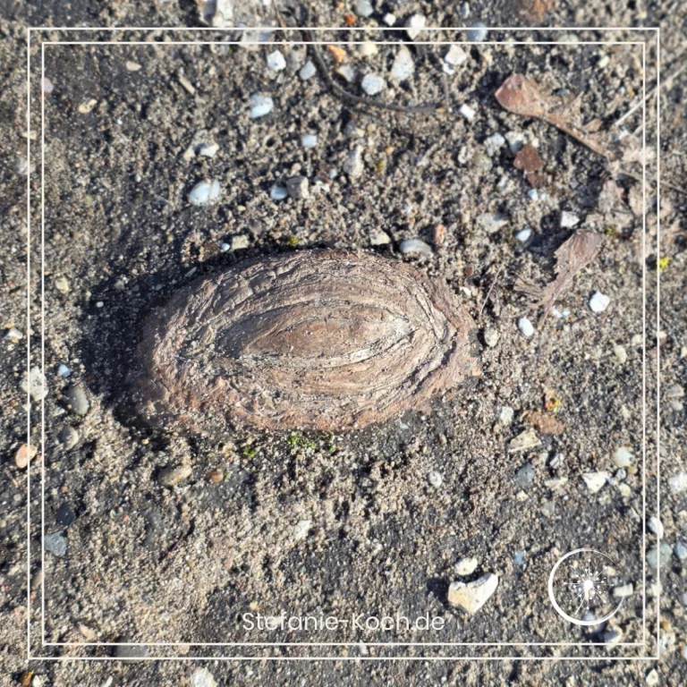 Teil einer Baumwurzel shcaut aus dem Boden heraus.