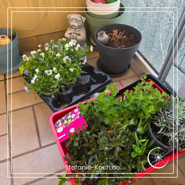 Balkonpflanzen im Korb.