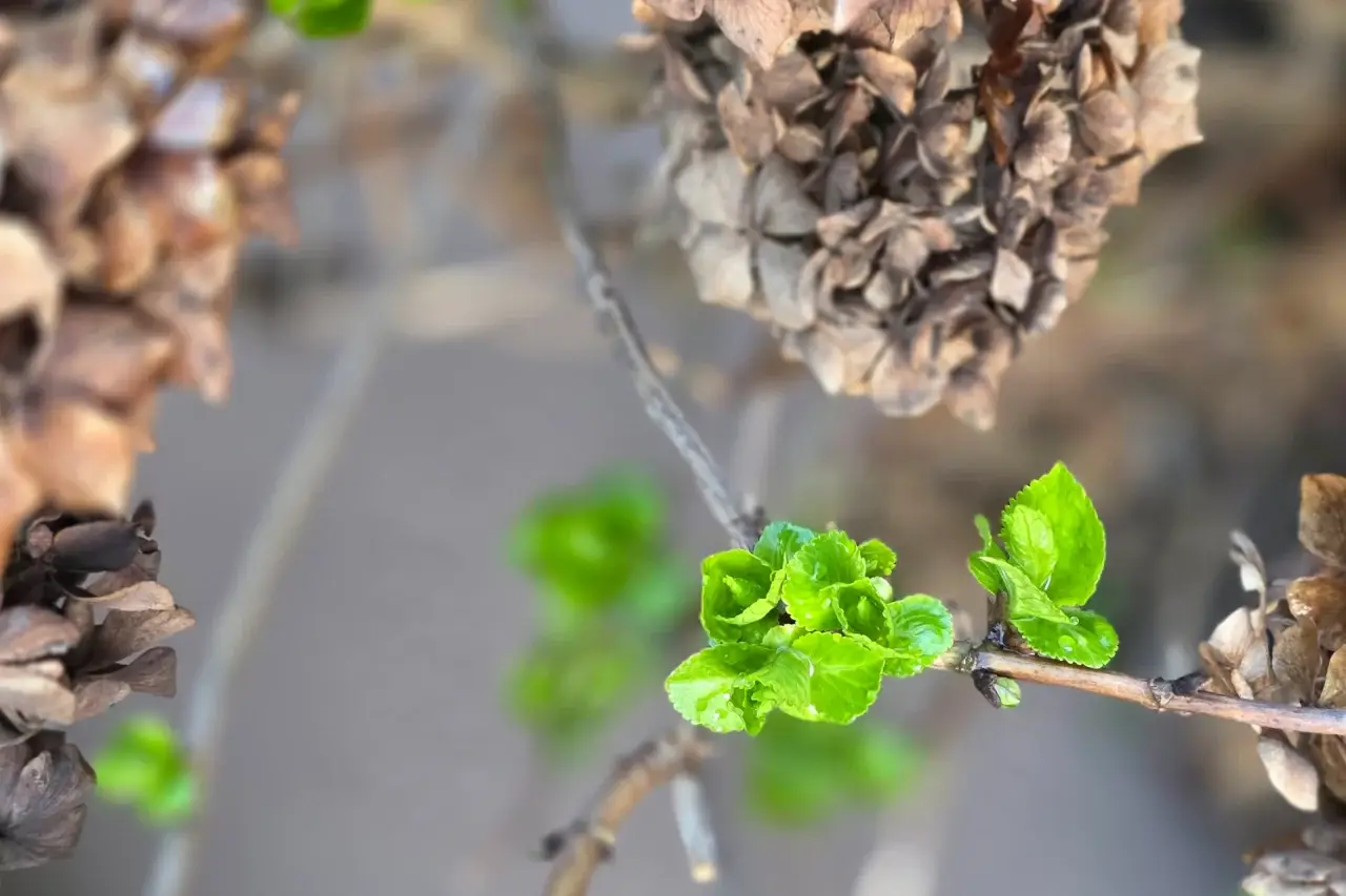 12 Alltagsmomente - frische Hortensienblätter im Frühling