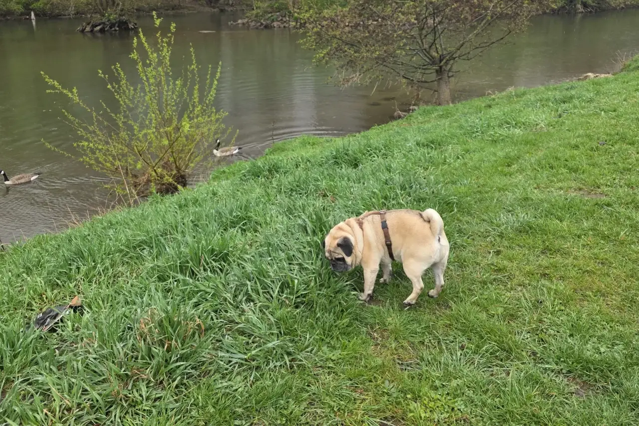 Mops auf einer Wiese vor einem Fluss
