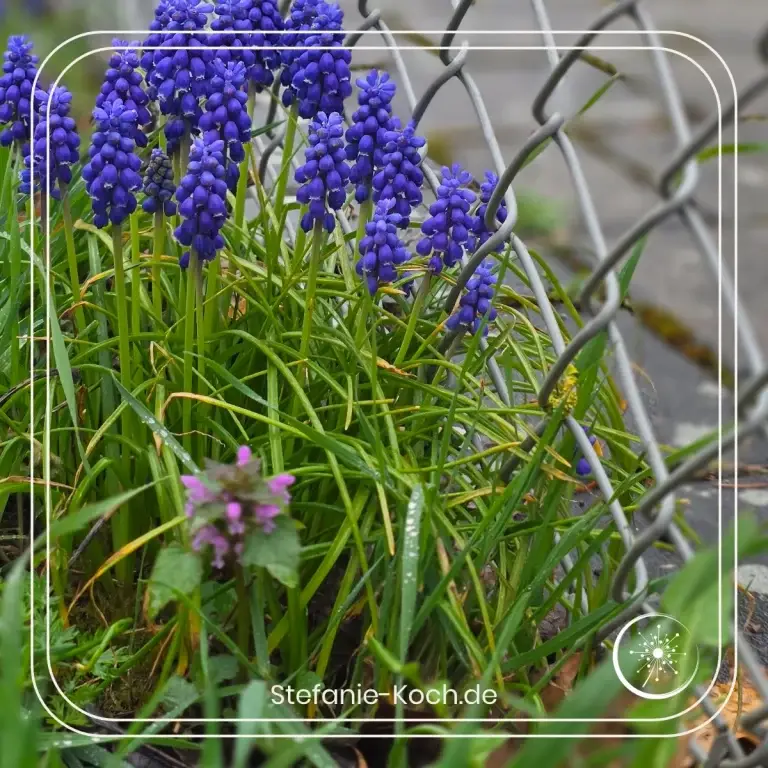 Traubenhyazinthen, die meben einem Zaun wachsen