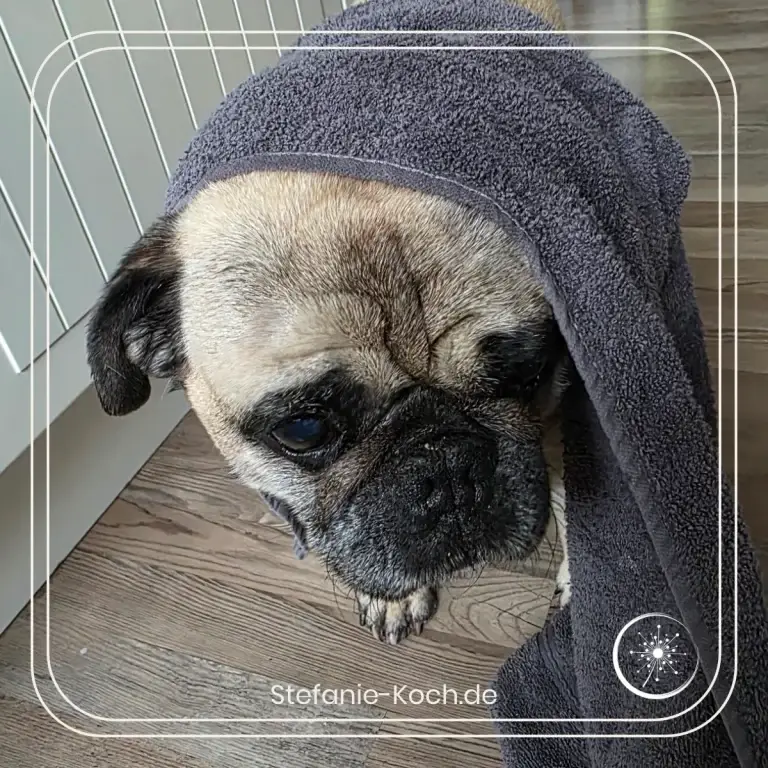 Mops mit Handtuch über dem Kopf
