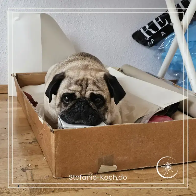 Mops Ben liegt in einer Pappkiste voll mit Altpapier und schaut direkt in die Kamera.